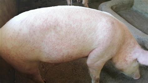 Pinaka Mabisang halamang Gamot Sa Sakit sa balat ng baboy..